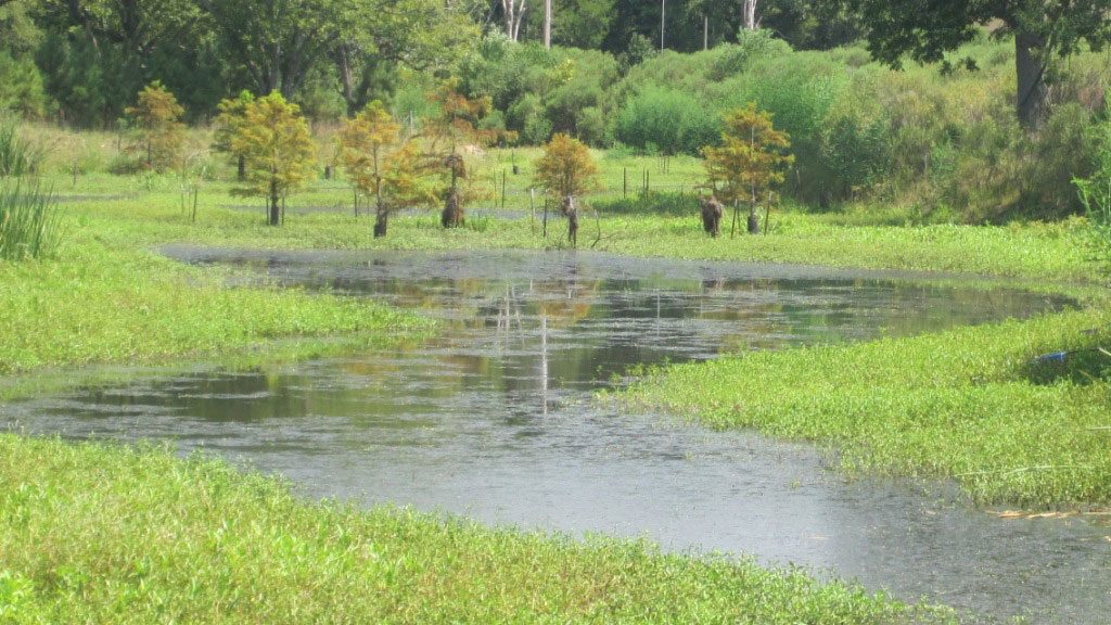 Wetlands Mitigation Pine Bluff, AR