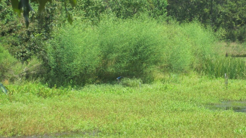 Wetlands Mitigation Pine Bluff, AR