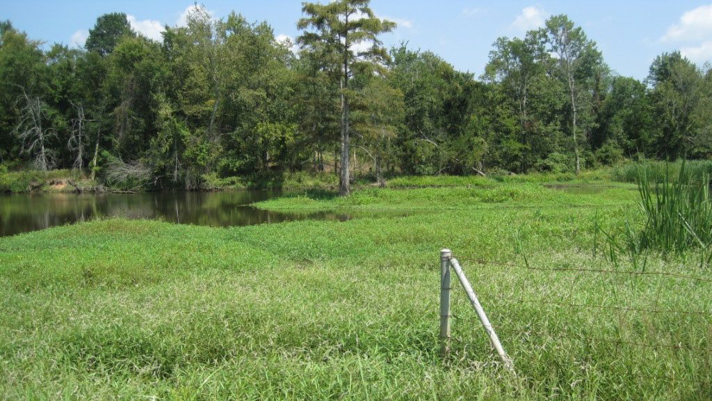 Wetlands Mitigation Pine Bluff, AR